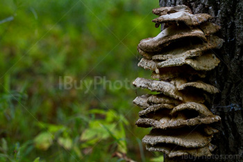 Champignons sur arbre, poussent sur tronc, en forêt