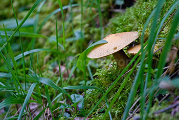 Mushrooms among herbs and grass