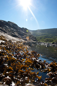 Rayon de soleil sur algues sur rochers dans fleuve du Saint Laurent