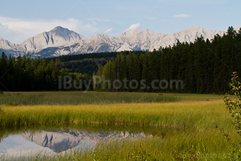 Mount Colin reflection in pond in Jasper National Park, Alberta