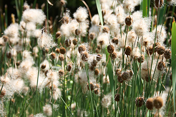 Roseaux dans un étang, Typha Minima