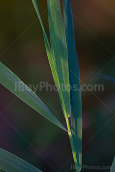 Reed leaves close up