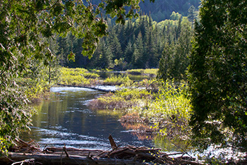 River and trees in La Mauricie National Park in Quebec