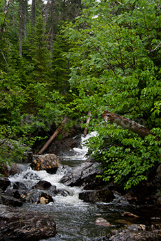 Rivière dans forêt avec arbres et rochers