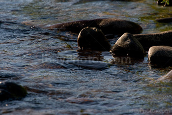 Cailloux dans une rivière, petits rochers dans eau