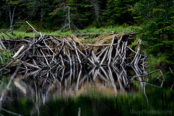 Beaver dam on river