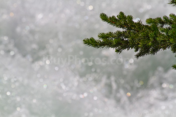 Fir tree branch on torrent river