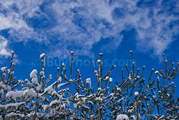 Snow-capped trees with sky and clouds in winter