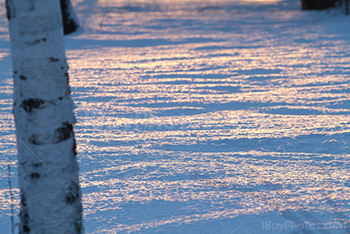 Sunset reflection on snow in forest with tree trunk