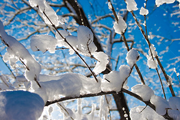 Snow covering branches with sunlight and blue sky