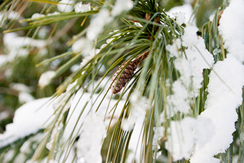 Pine needles covered by snow with a pine cone