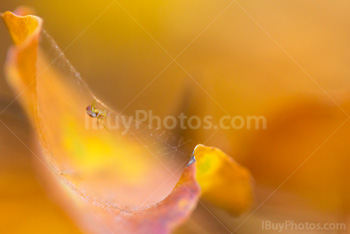 Photo: Spider Autumn 001