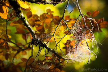 Photo: Automne Toile Araignée 001