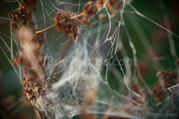 Photo: Spiderweb Autumn 002