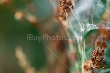 Photo: Spiderweb Autumn 003