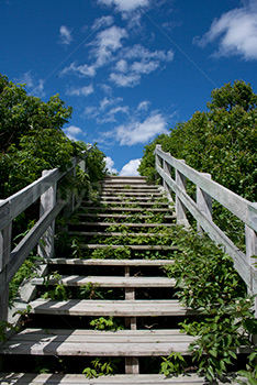 Escaliers en bois vers le ciel, entourés de buissons