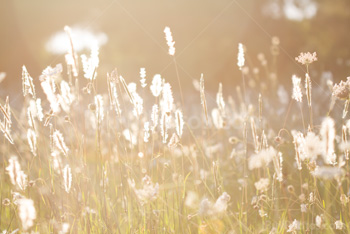 Photo: Sunlight Grass 001
