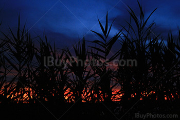 Ciel rouger et bleu au coucher de soleil avec silhouettes de roseaux