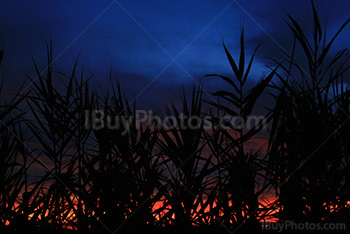 Red sky at sunset through reed silhouettes