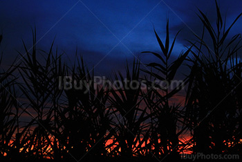 Ciel rouge au coucher de soleil à travers des roseaux