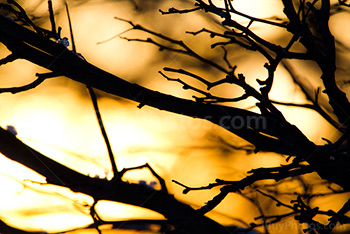 Branch silhouettes at sunset