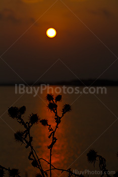 Soleil couchant en Camargue avec silhouettes de plantes