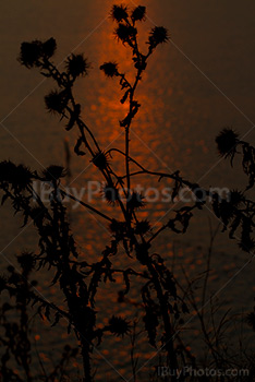 Silhouette de plantes ddevant eau avec reflets de coucher de soleil