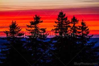 Photo: Sunset Tree Silhouettes 002