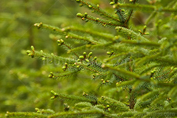 Branches of green fir tree in forest