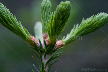 Fir tree tip close-up