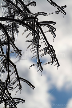 Branches couvertes de glace en hiver