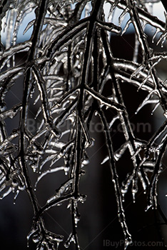 Branches couvertes de glace sur un arbre en hiver