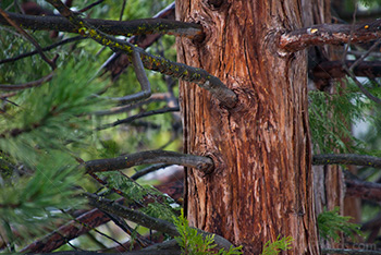 Redwood sequoia trunk with branches in Zion Park