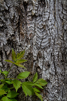 Tree trunk with bark and leaves