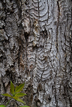 écorce d'arbre avec des feuilles