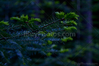 Fir tree branches in forest