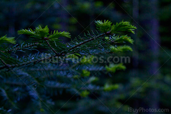 Branches de sapin dans la forêt