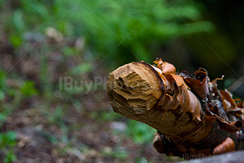 Trunk eaten by beavers