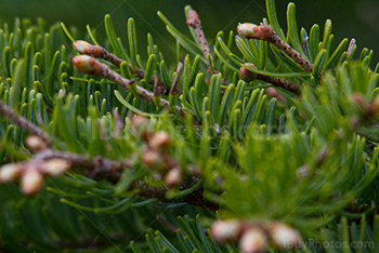Spruce tree branches close-up
