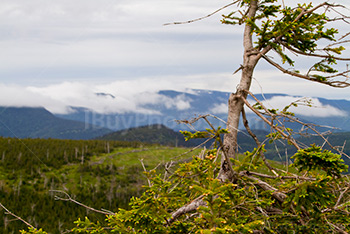 Damaged tree in forest with cloudy mountains