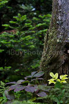 Tree bark with leaves and plants in forest