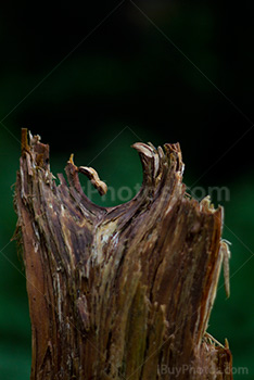 Broken trunk in the woods