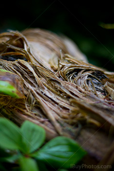 Decomposed tree stump with leaves in forest