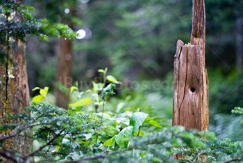 Broken trees in forest with hole in trunk