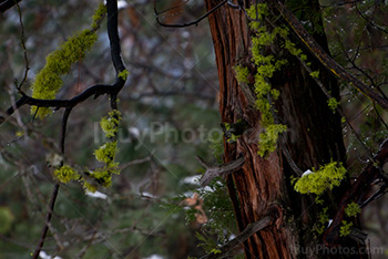 Mousse et champignons sur arbre, écorce de cèdre dans parc Yosemite