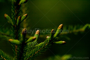 Spruce tree with needles and seeds, small cones