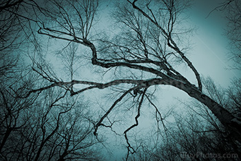 Scary trees on blue photo with vignetting