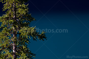 Banff spruce tree on Moraine Lake turquoise water background