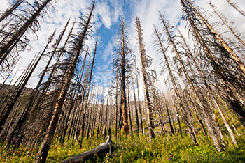 Forêt brûlée avec arbres calcinés, vue contre plongée