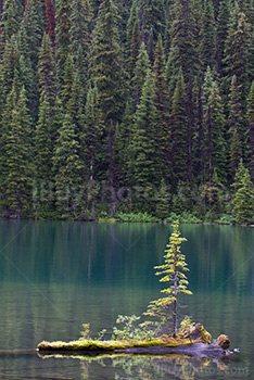 Sapin pousse sur arbre qui flotte sur eau du lac Rawson, Alberta